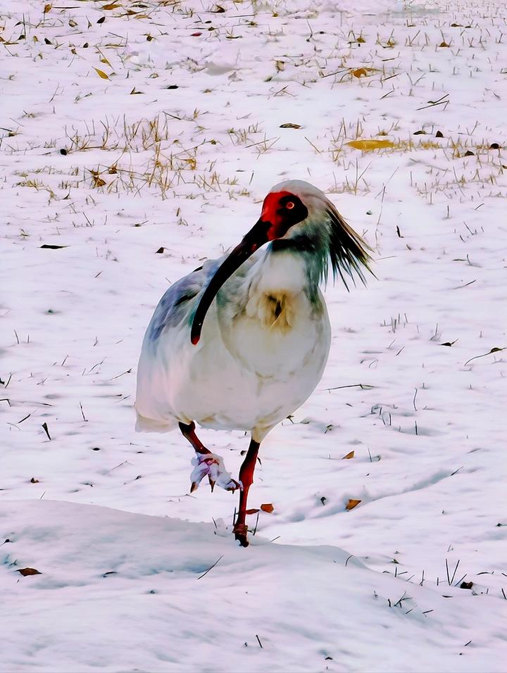 朱鹮